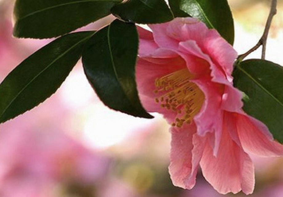 Camellia Oil - A Japanese Natural Beauty Secret For Centuries