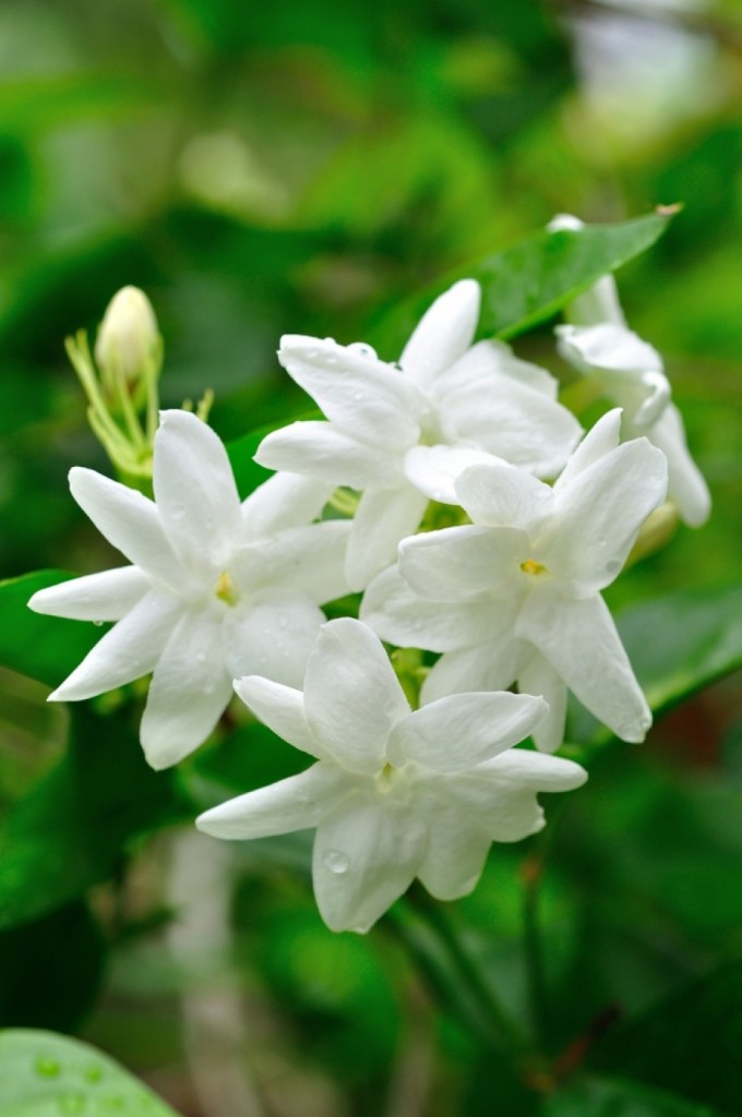 Go-to gorgeous  Jasmine perfumes for Spring & Summer