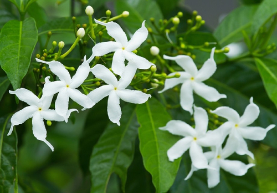 Jasmine, An Alluring Component Of Tsi-La's Luxury Natural Perfumes