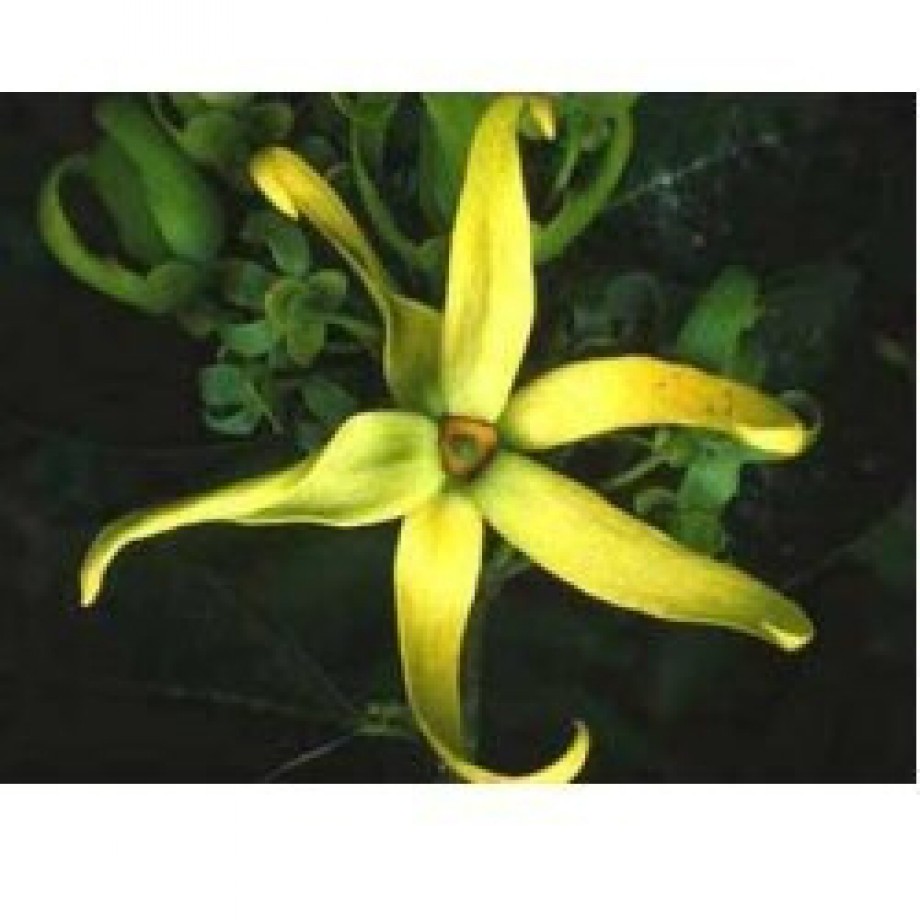 Ylang-Ylang: A Touch Of Exoticism In Tsi-La's Organic Perfume
