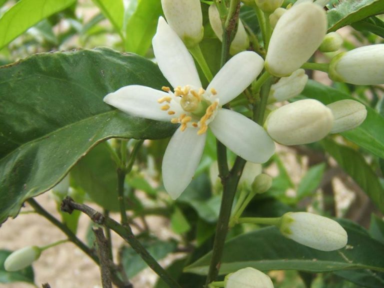 Ingredient Spotlight: Neroli Oil for the Crown Chakra