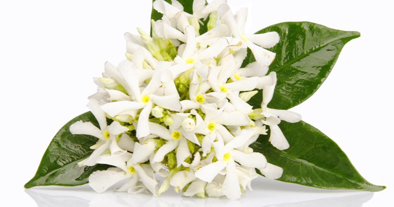 Find Your Perfect Aphrodisiac Essential Oils Blend